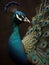 The Radiant Plumage of a Colorful Peacock, AI Generative