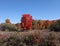 Radiant Red Fall Tree