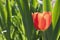 Radiant Red Tulip in a Serene Garden Landscape, springtime in south of France