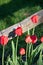 Radiant Red Tulips Reaching for the Top of the Fence