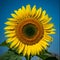 Radiant Resilience: The Sunflower\\\'s Splendor