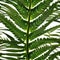 A radiant, sentient fern with fronds that resonate with the music of the universe5