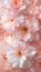 Radiant Spring: A Closeup of Blushing Cherry Blossoms in a Pale