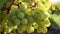 Radiant Summer Glow: Sunlit Green Grapes