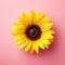 Radiant Sunflower Beauty Single Blooms Illuminated by Nature\\\'s Warmth