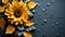 Radiant sunflower blooms against a captivating gray background