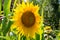 Radiant Sunflower Delight: Nature\\\'s Golden Marvel