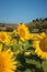 Radiant sunflower fields in Orciano Pisano, Tuscany, Italy