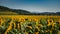 Radiant sunflower fields in Orciano Pisano, Tuscany, Italy