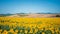 Radiant sunflower fields in Orciano Pisano, Tuscany, Italy