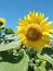 Radiant Sunflowers: Nature\'s Golden Beauties