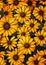 Radiant Sunflowers: A Vibrant Safari of Blooming Yellow and Gree