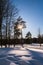 Radiant sunlight, blinding through a graceful young pine tree with clear blue sky in the background.