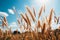 Radiant sunny summer day golden wheat field as captivating farm background for product placement