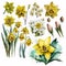 Radiant Watercolor Daffodils to Brighten Up Your Day AI Generated