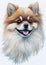 Radiant Whispers: A Captivating Watercolor Portrait of a Light Brown Pomeranian