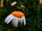 Radiant White Flower with Sun-Kissed Orange Center