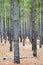 Radiata Pine Plantation