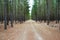 Radiata Pine Plantation