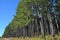 A radiata pine plantation area with access track