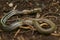 The radiated ratsnake, copperhead rat snake or copper-headed trinket snake