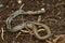 The radiated ratsnake, copperhead rat snake or copper-headed trinket snake