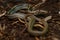 The radiated ratsnake, copperhead rat snake or copper-headed trinket snake