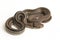 The radiated ratsnake, copperhead rat snake or copper-headed trinket snake Coelognathus radiatus is a nonvenomous species of col