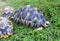 The radiated tortoise