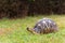 The radiated tortoise