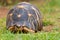 The radiated tortoise