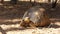 Radiated tortoise -  Astrochelys radiata - critically endangered turtle species, endemic to Madagascar, walking on ground near