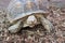 Radiated tortoise, Endemic of Madagasca