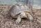 Radiated tortoise, Endemic of Madagasca