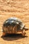 The radiated tortoise, endemic turtle from south of Madagascar