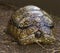 Radiated Tortoise Hiding