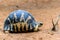 Radiated tortoise, Madagascar