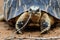 Radiated tortoise, Madagascar