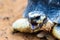 Radiated tortoise, Madagascar