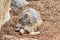 Radiated tortoise resting quietly