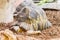 Radiated tortoise resting quietly