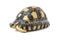 radiated tortoise turtle astrochelys radiata