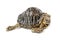 radiated tortoise turtle astrochelys radiata physical disability