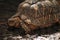 A radiated tortoise walking on a muddy ground