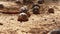 Radiated tortoises -  Astrochelys radiata - critically endangered tortoise species, endemic to Madagascar, walking on ground near