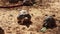 Radiated tortoises -  Astrochelys radiata - critically endangered turtle species, endemic to Madagascar, eating cactus leaves