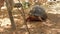 Radiated tortoises -  Astrochelys radiata - critically endangered turtle species, endemic to Madagascar, walking on ground near