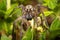 Radiated wolf spider sitting on green plant leaves in the garden with blur background on a sunny day