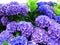 Radiating blue hortensia bush