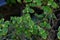 Radiator plant Peperomia   1